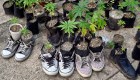 Así crece el jardín de marihuana frente al Congreso