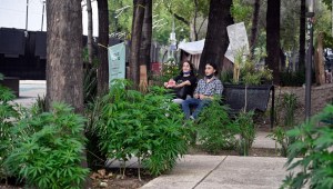 México despenaliza la marihuana y la sociedad reacciona
