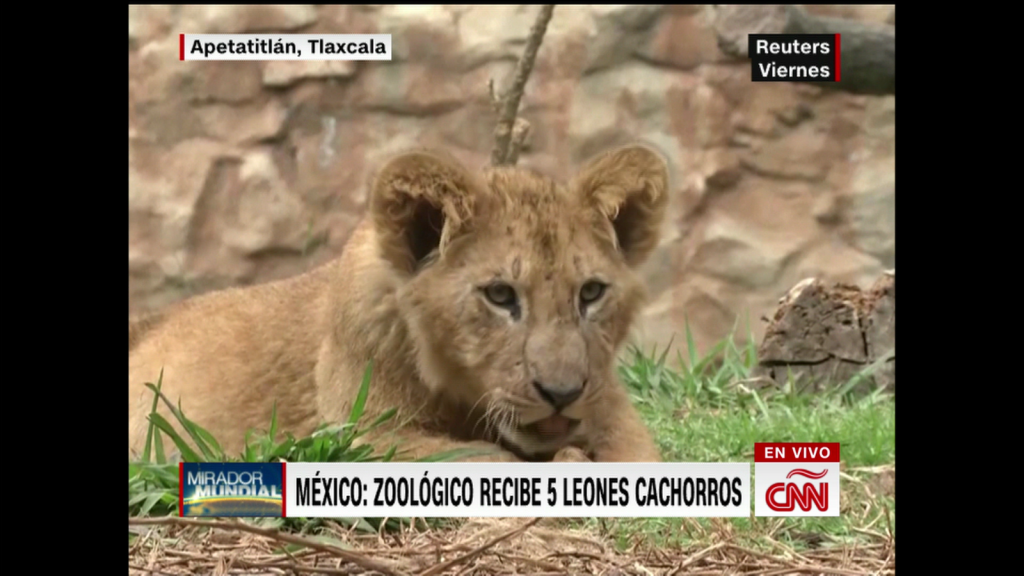 Zoológico en México presenta cinco cachorros de león africano | Video | CNN