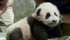 Así se llamará el cachorro de panda del Zoológico Smithsonian