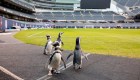 Pingüinos se pasean por un campo de la NFL