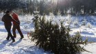 Bosques de EE.UU. invitan a cortar tu árbol de Navidad