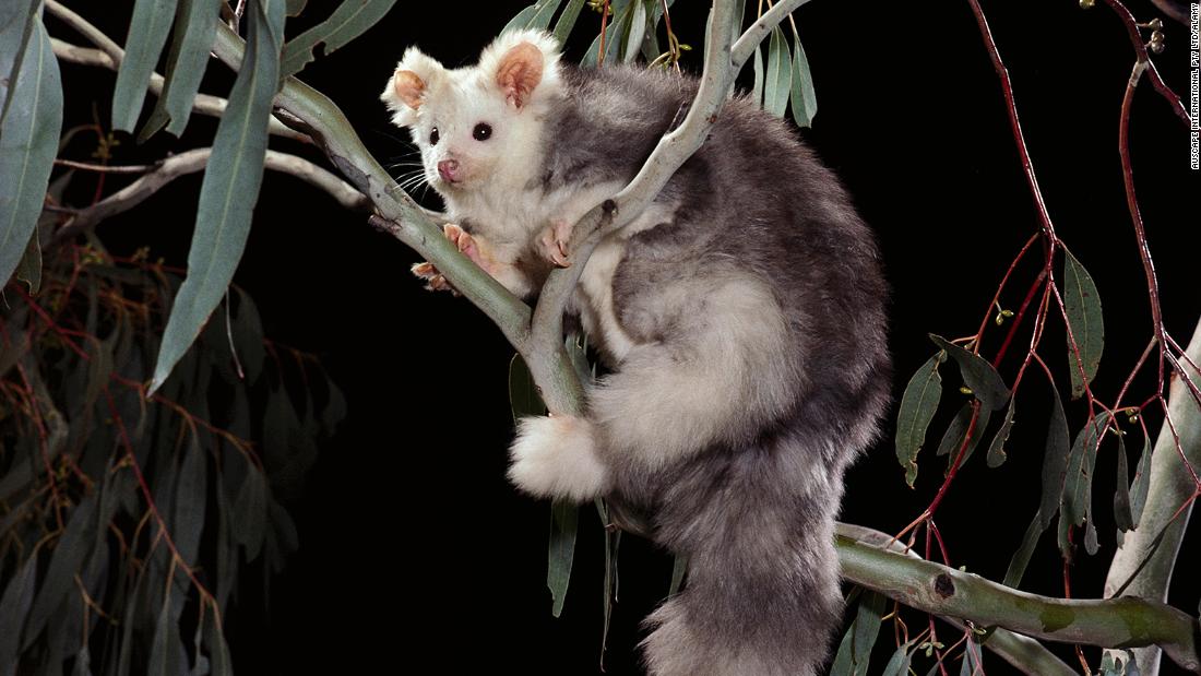 Dos nuevas especies de marsupiales son descubiertas en Australia