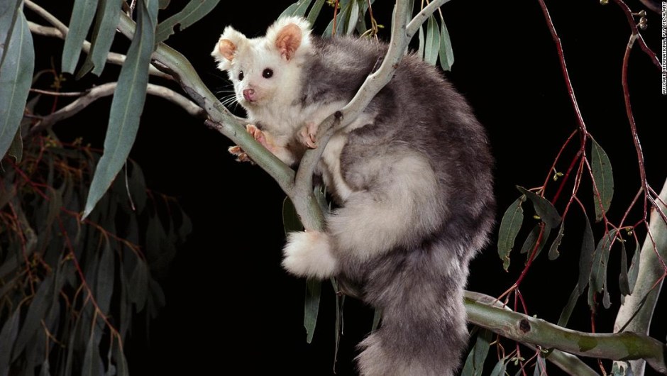 Científicos descubren dos nuevas especies de marsupiales en Australia