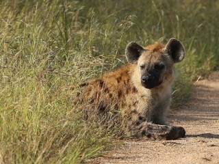 Una manada de hienas arrastró a un hombre fuera de su cama y lo atacó hasta  matarlo | CNN