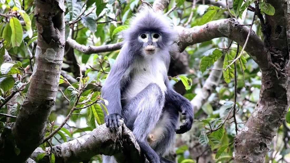 Biodiversidad: Científicos Descubren 224 Especies Nuevas En El Gran Mekong