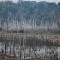 Alarmante cifra de deforestación en la Amazonía brasileña