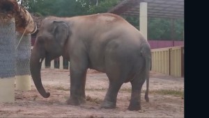 Elefante "más solitario del mundo" ya se encuentra en santuario
