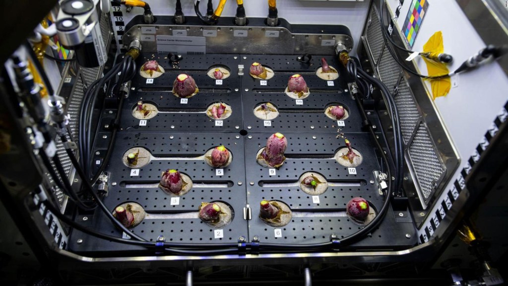 NASA collects space radishes