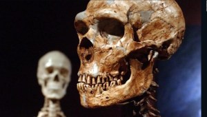Legado de los neandertales podría impactar en nuestra salud