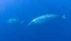 Descubren una nueva especie de ballena en México