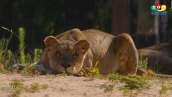 eones del zoológico de Barcelona tienen covid-19