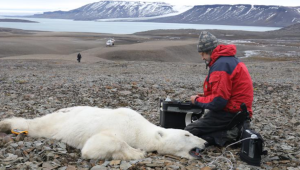 Estudian impacto del cambio climático en osos polares
