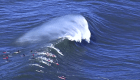 Surfistas aprovecharon olas "gigantes" en California
