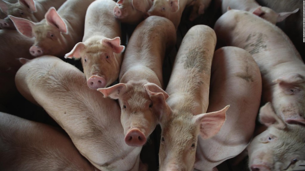 The FDA recognizes genetically modified pork for consumption
