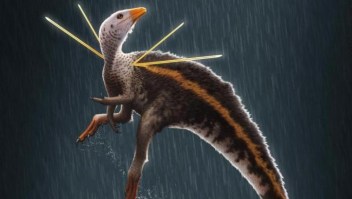 Brasil: hallan fósil de dinosaurio posiblemente emplumado