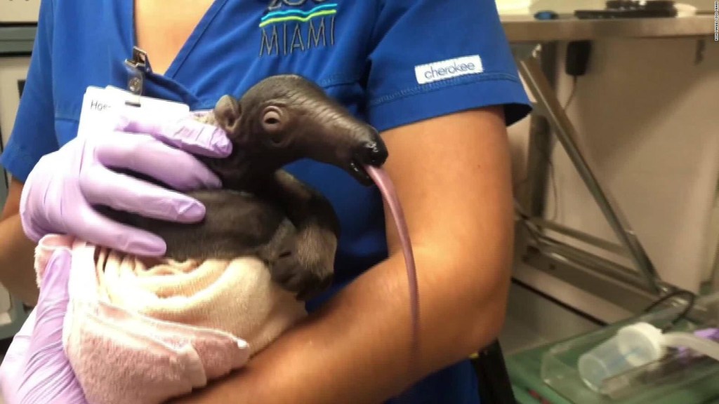 Have you ever seen an anteater?