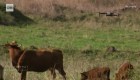 Los drones y su uso en la ganadería