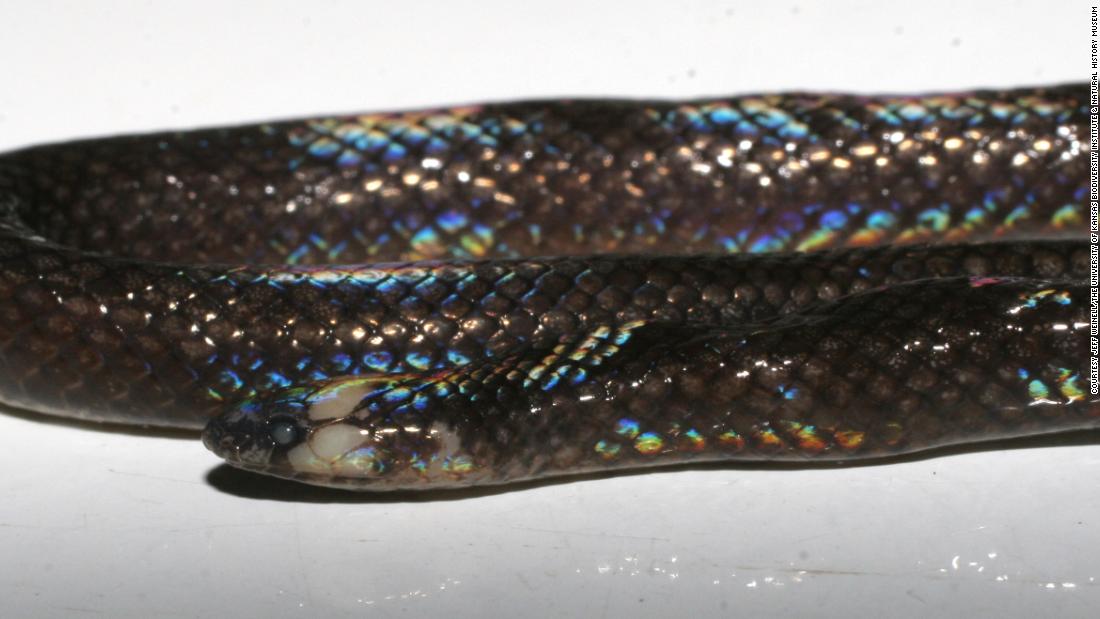 Scientists discover a new species of serpent