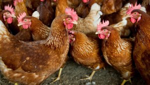 Investigan el robo de 20.000 gallinas en Colombia
