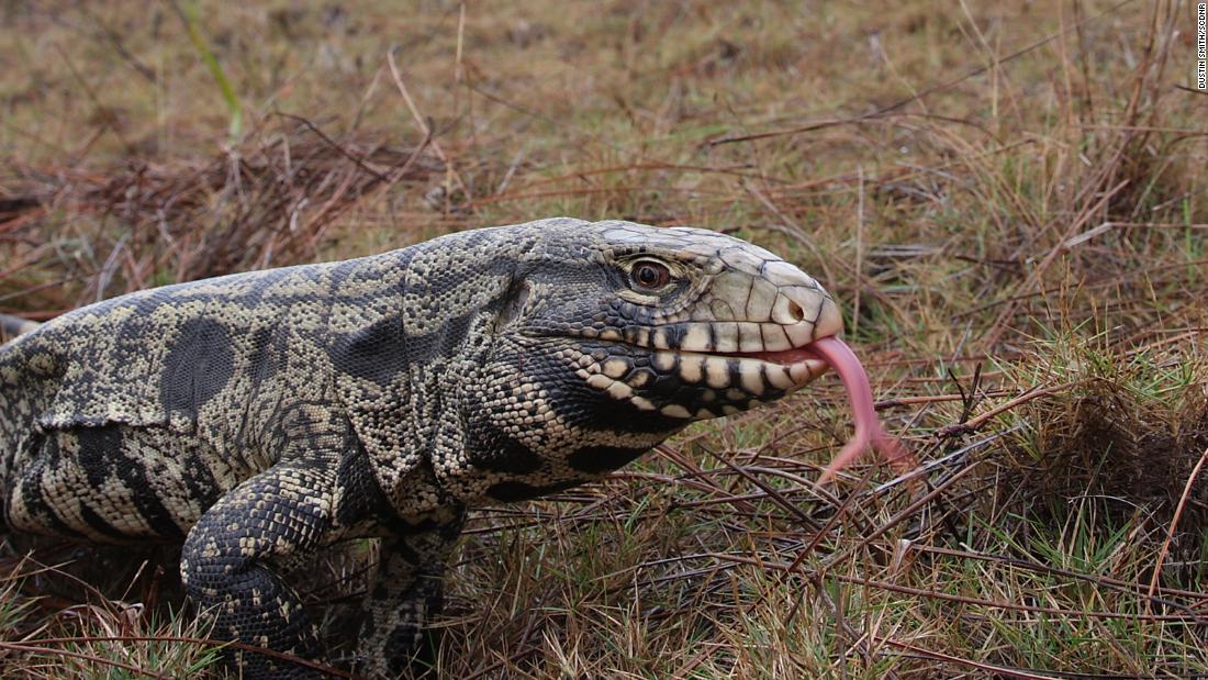 Una especie invasora de lagarto gigante originario de Suramérica se ha abierto paso por el sureste de Estados Unidos