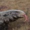 Una especie invasora de lagarto gigante originario de Suramérica se ha abierto paso por el sureste de Estados Unidos