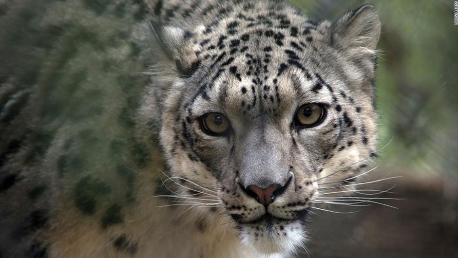 leopardo-de-las-nieves-covid-19