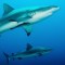 Las poblaciones de tiburones y rayas han caído un 70%