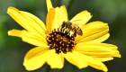 Pesticidas alteran el sueño de las abejas, según estudio