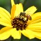 Pesticidas alteran el sueño de las abejas, según estudio
