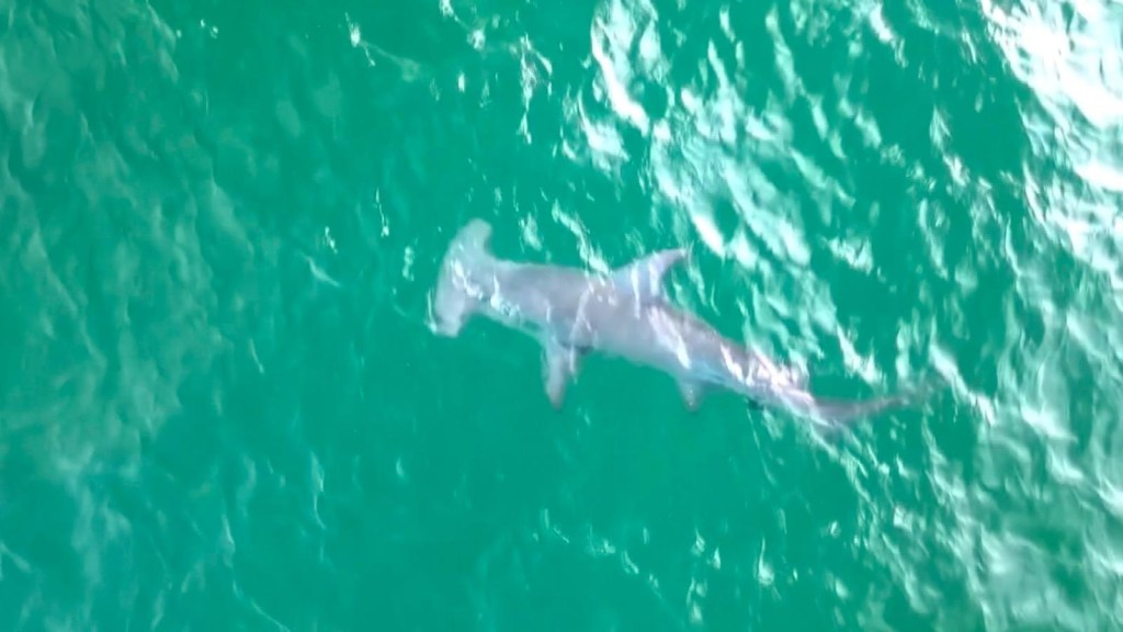 Avistan tiburón martillo en costas de la Florida