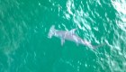 Avistan tiburón martillo en costas de la Florida