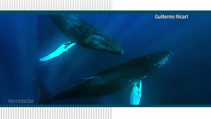 Reconecta con el mar dominicano y las ballenas jorobadas