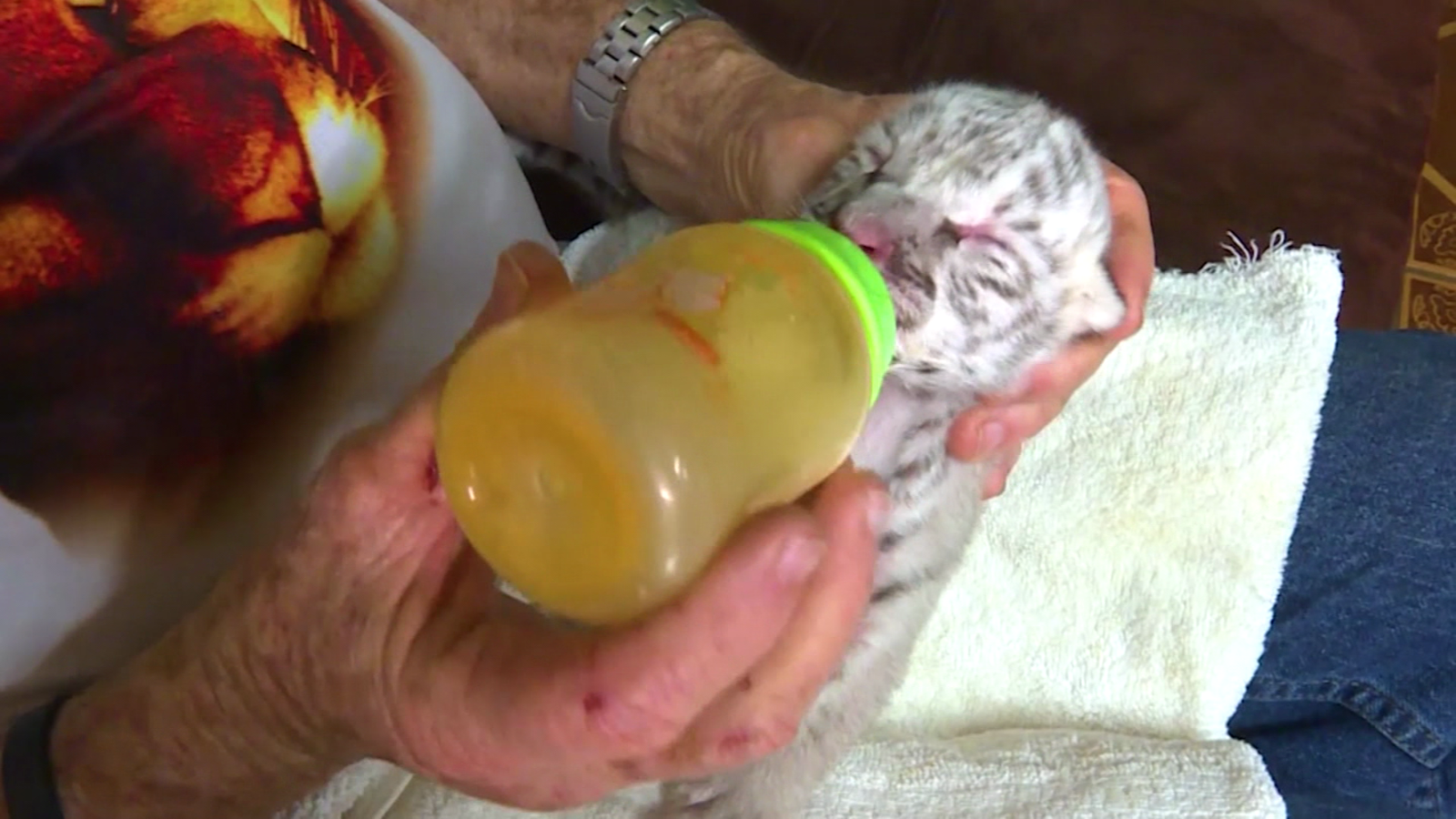 ‘Nieve’, the white tiger baby lucha por sobrevivir in Nicaragua |  Video