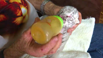 Veterinarios ayudan a bebé tigresa blanca a sobrevivir