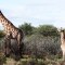 Encuentran jirafas enanas en dos países de África