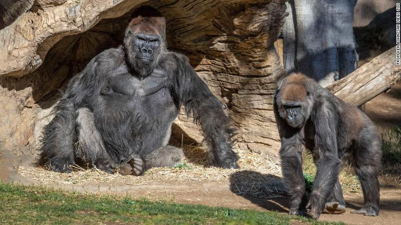 At least 2 gorillas and positive by covid-19 at the San Diego Zoo