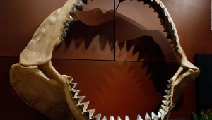 El tiburón bebé extinto era caníbal dentro de su madre
