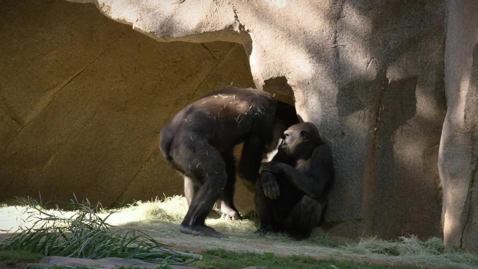 2 San Diego Zoo Gorillas and Positive by covid-19 |  Video