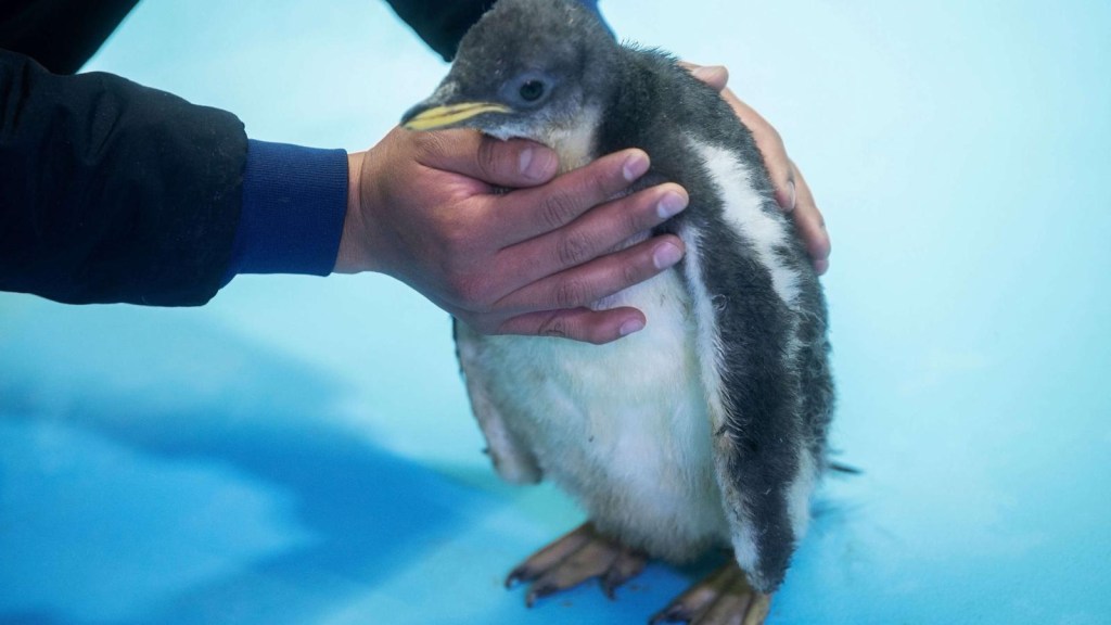 Pingüino antártico nace en México