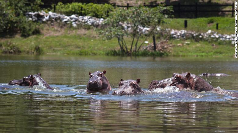 Hipopótamos Escobar