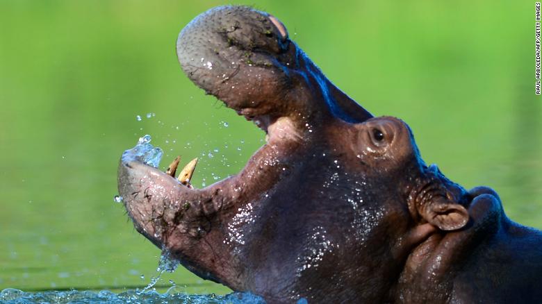 hipopótamos Escobar