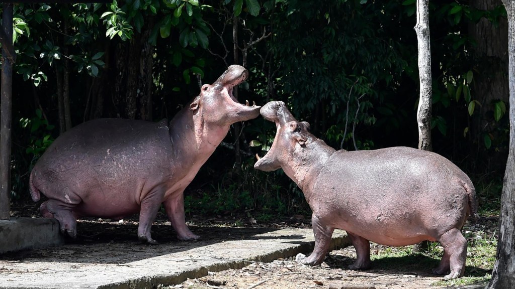 Proponen sacrificar a los hipopótamos de Pablo Escobar