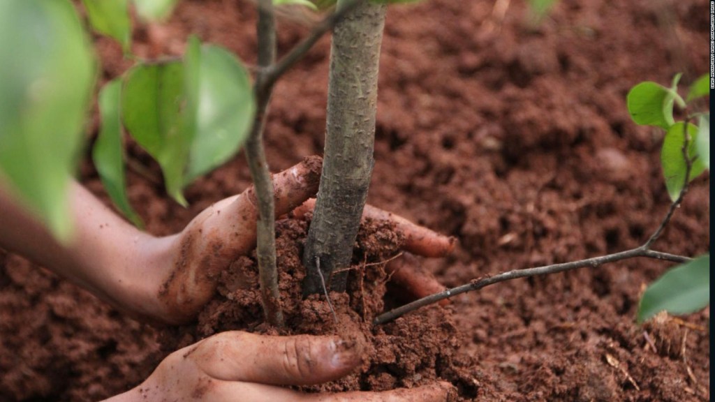 Brasil: 1 árbol por cada muerto de covid-19