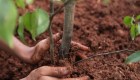 Brasil: 1 árbol por cada muerto de covid-19