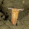 Descubren la guarida de un gusano prehistórico gigante