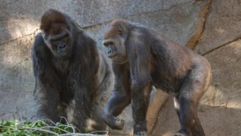 Gorila se recupera de covid-19 en San Diego