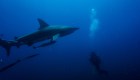 ¿Cuál es el país con más ataques de tiburones en el mundo?