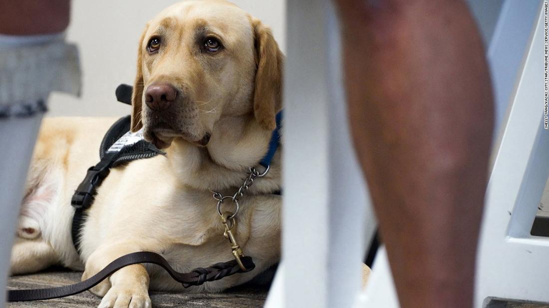 American Airlines changes rules on emotional support animals