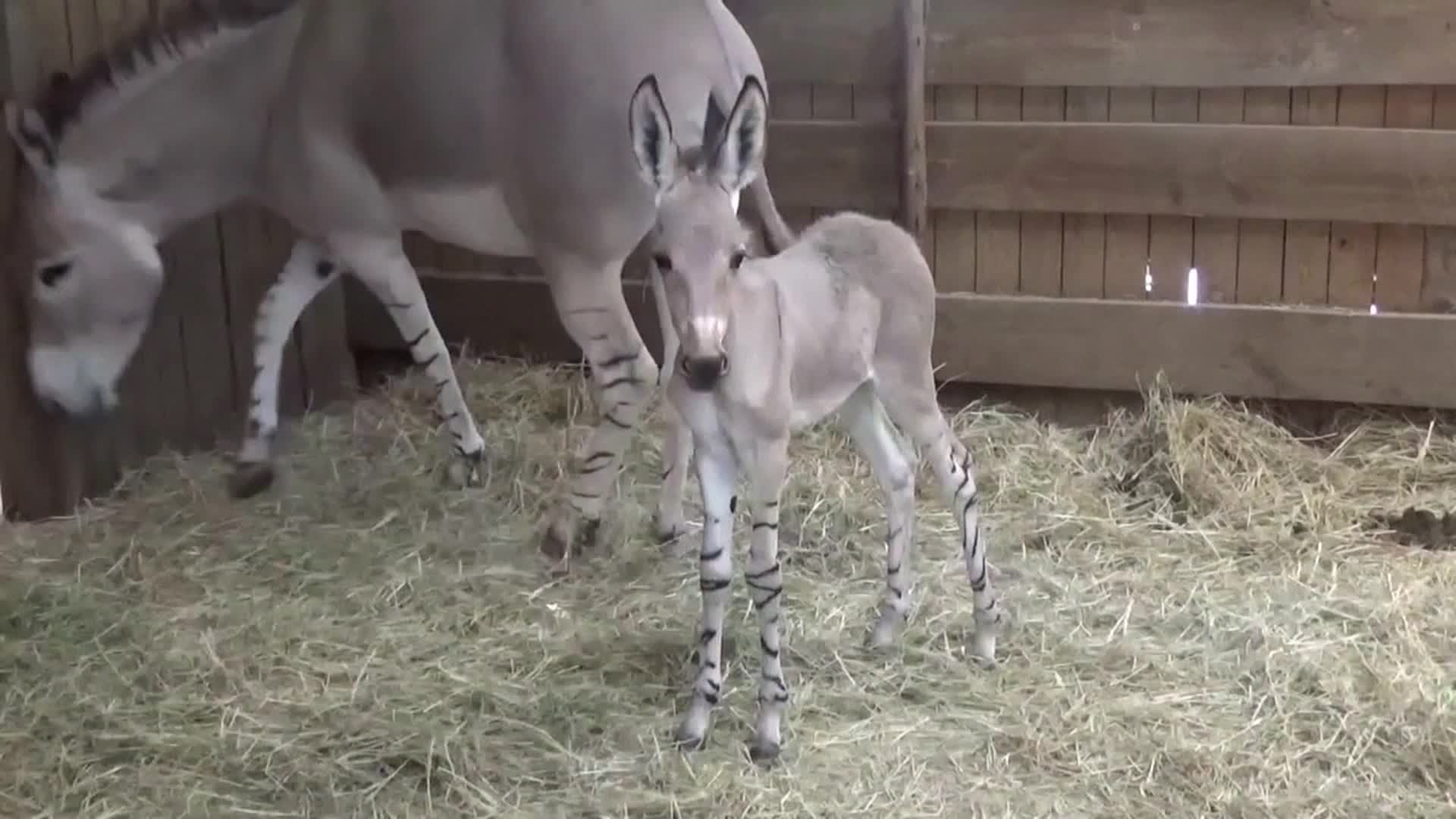 Donkey Show In Mexico Video